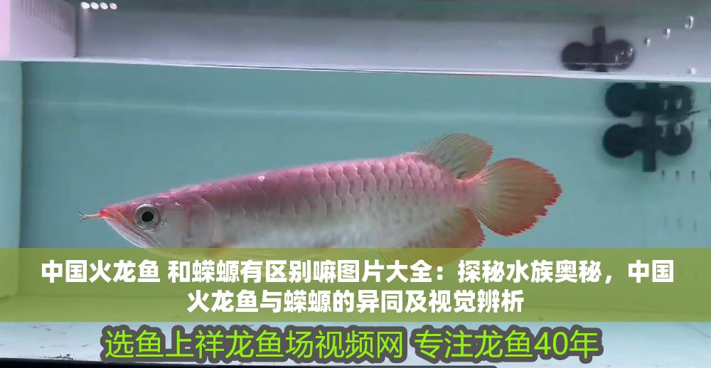 中國火龍魚 和蠑螈有區別嘛圖片大全：探秘水族奧秘，中國火龍魚與蠑螈的異同及視覺辨析