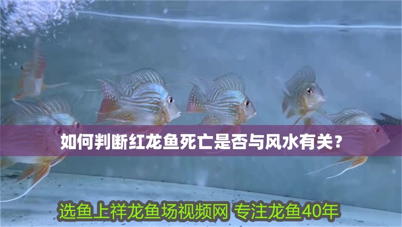 如何判斷紅龍魚死亡是否與風(fēng)水有關(guān)？ 如何判斷紅龍魚死亡是否與風(fēng)水有關(guān)？ 龍魚百科