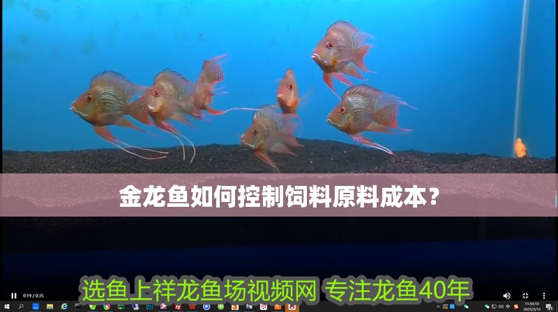 金龍魚如何控制飼料原料成本？