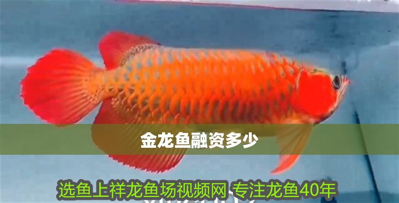 金龍魚融資多少