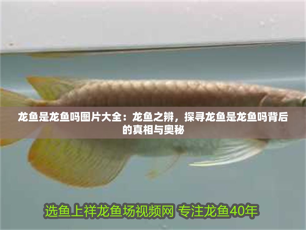 龍魚是龍魚嗎圖片大全：龍魚之辨，探尋龍魚是龍魚嗎背后的真相與奧秘
