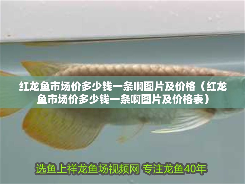 紅龍魚市場價多少錢一條啊圖片及價格（紅龍魚市場價多少錢一條啊圖片及價格表）