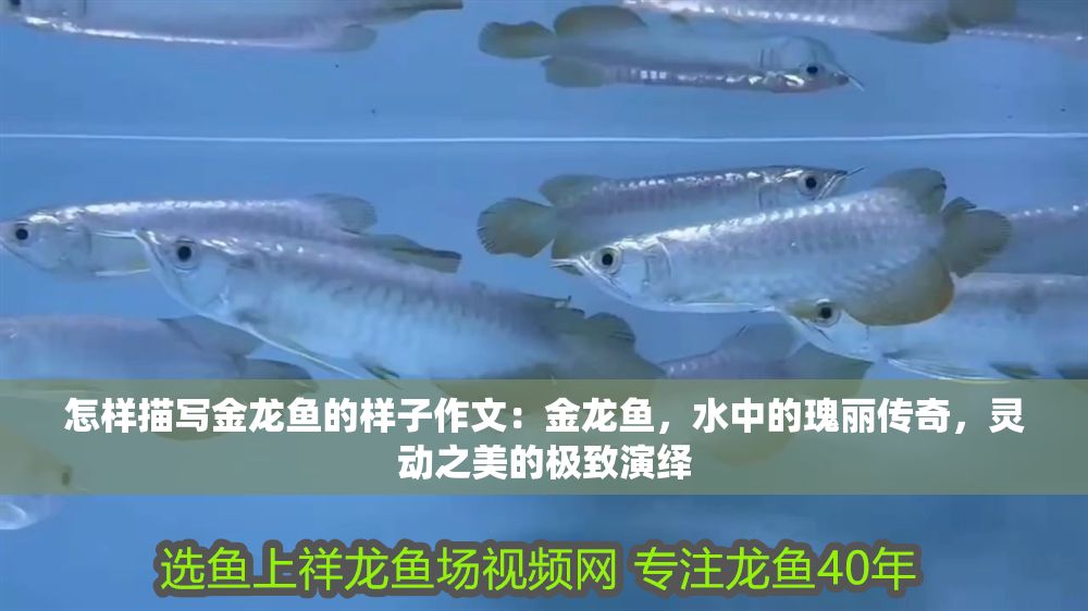 怎樣描寫金龍魚的樣子作文：金龍魚，水中的瑰麗傳奇，靈動之美的極致演繹