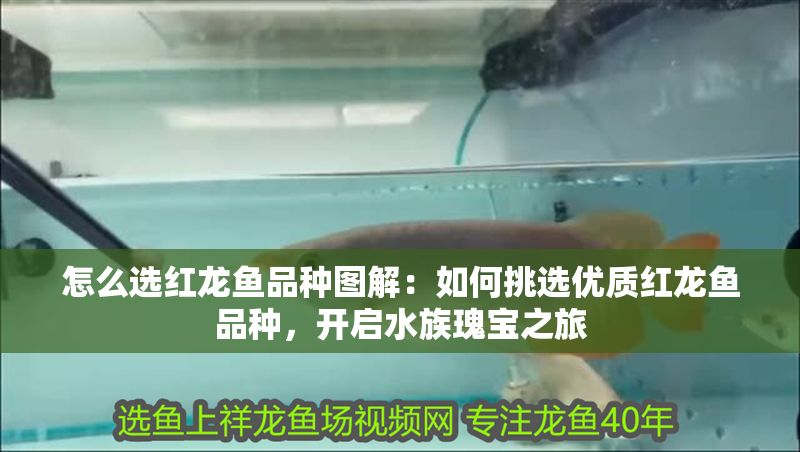 怎么選紅龍魚品種圖解：如何挑選優質紅龍魚品種，開啟水族瑰寶之旅