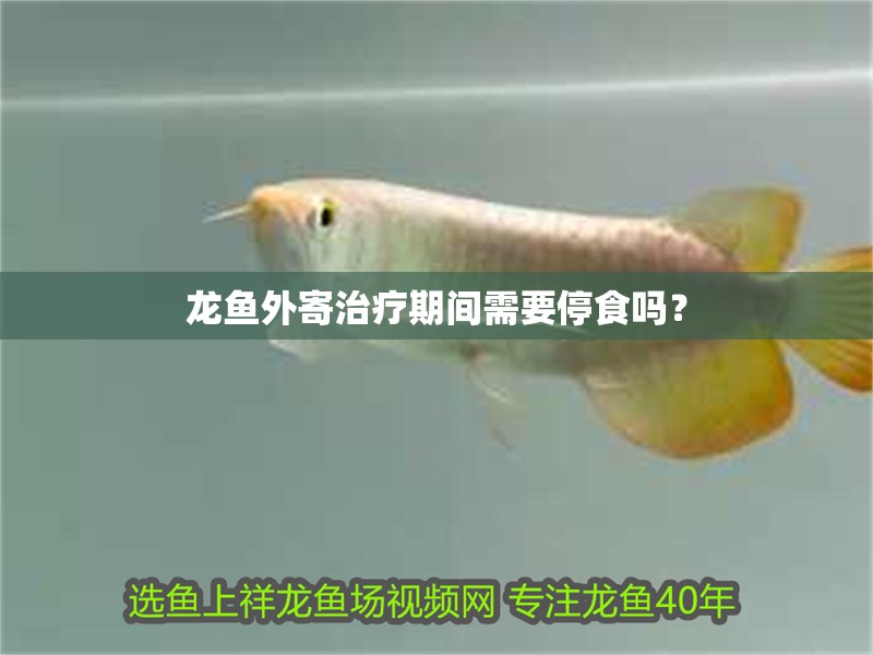 龍魚外寄治療期間需要停食嗎？
