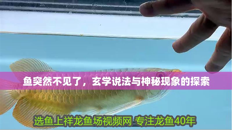 魚突然不見了，玄學說法與神秘現象的探索 魚突然不見了，玄學說法與神秘現象的探索 龍魚百科 第1張