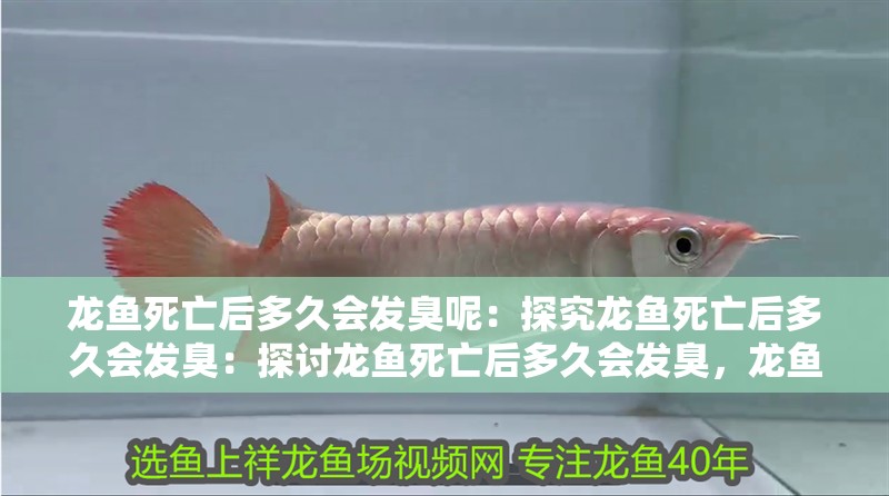龍魚死亡后多久會發臭呢：探究龍魚死亡后多久會發臭：探討龍魚死亡后多久會發臭，龍魚死亡后多久會發臭