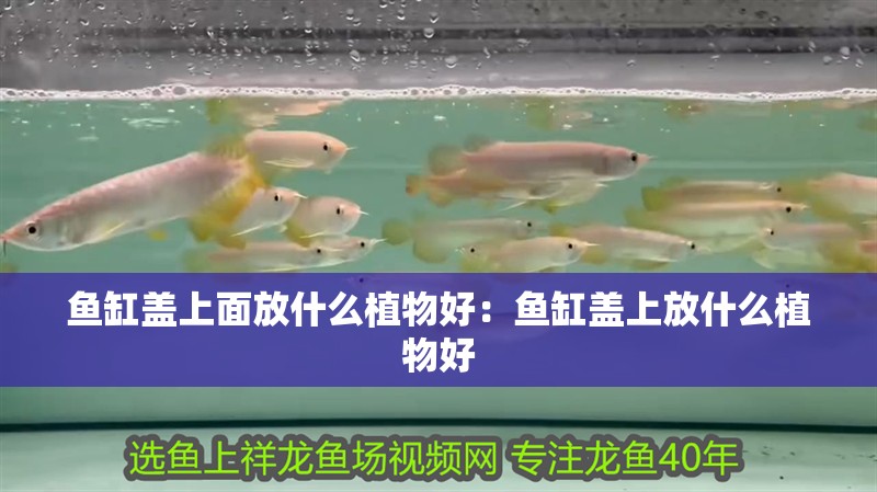 魚缸蓋上面放什么植物好：魚缸蓋上放什么植物好 魚缸蓋上面放什么植物好：魚缸蓋上放什么植物好 魚缸百科