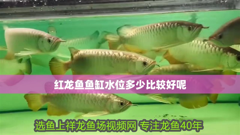 紅龍魚魚缸水位多少比較好呢 紅龍魚魚缸水位多少比較好呢 龍魚百科