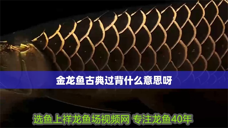金龍魚古典過背什么意思呀