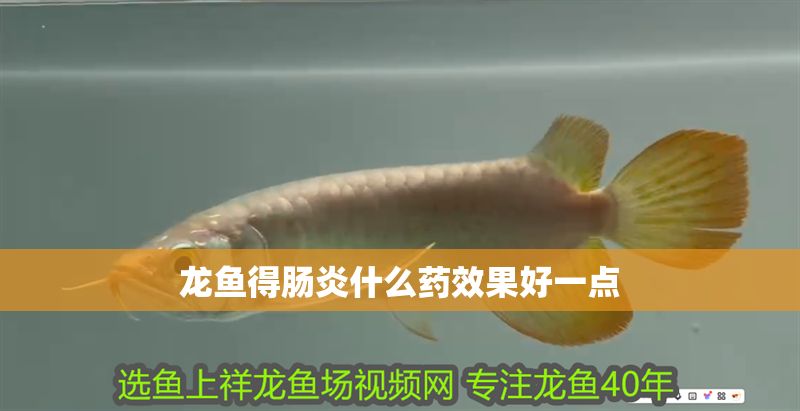 龍魚得腸炎什么藥效果好一點(diǎn)