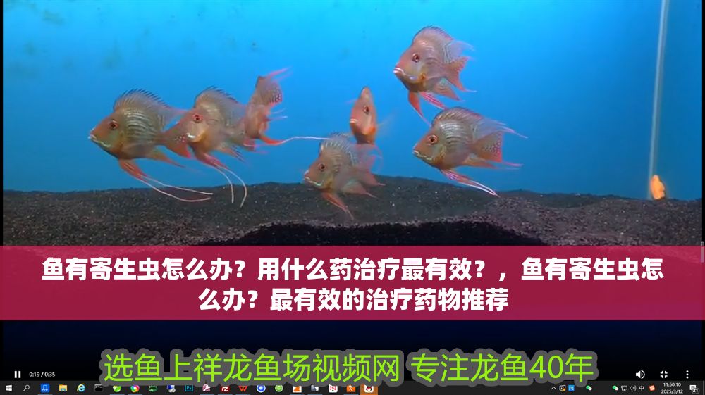 魚(yú)有寄生蟲(chóng)怎么辦？用什么藥治療最有效？，魚(yú)有寄生蟲(chóng)怎么辦？最有效的治療藥物推薦