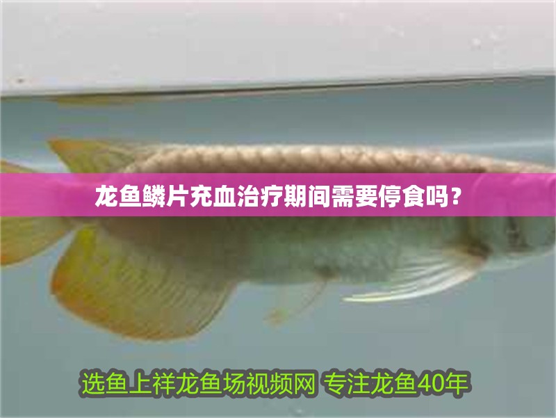 龍魚鱗片充血治療期間需要停食嗎？