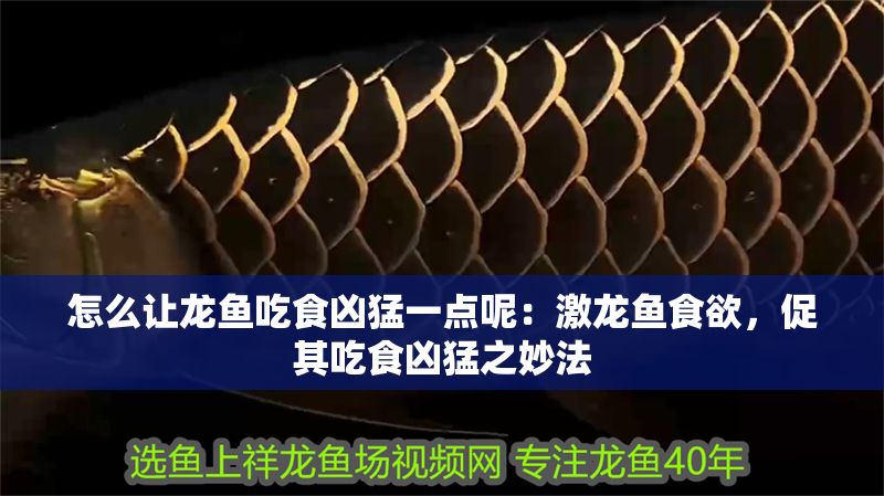 怎么讓龍魚吃食兇猛一點(diǎn)呢：激龍魚食欲，促其吃食兇猛之妙法