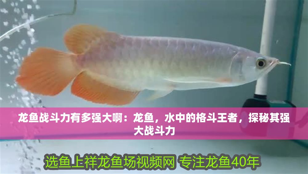 龍魚(yú)戰(zhàn)斗力有多強(qiáng)大啊：龍魚(yú)，水中的格斗王者，探秘其強(qiáng)大戰(zhàn)斗力