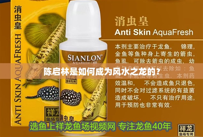 陳啟林是如何成為風水之龍的？ 陳啟林是如何成為風水之龍的？ 龍魚百科