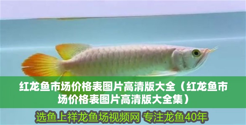 紅龍魚市場(chǎng)價(jià)格表圖片高清版大全（紅龍魚市場(chǎng)價(jià)格表圖片高清版大全集）