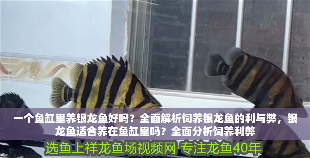 一個(gè)魚缸里養(yǎng)銀龍魚好嗎？全面解析飼養(yǎng)銀龍魚的利與弊，銀龍魚適合養(yǎng)在魚缸里嗎？全面分析飼養(yǎng)利弊