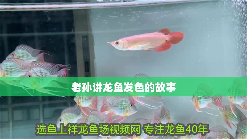 老孫講龍魚發色的故事