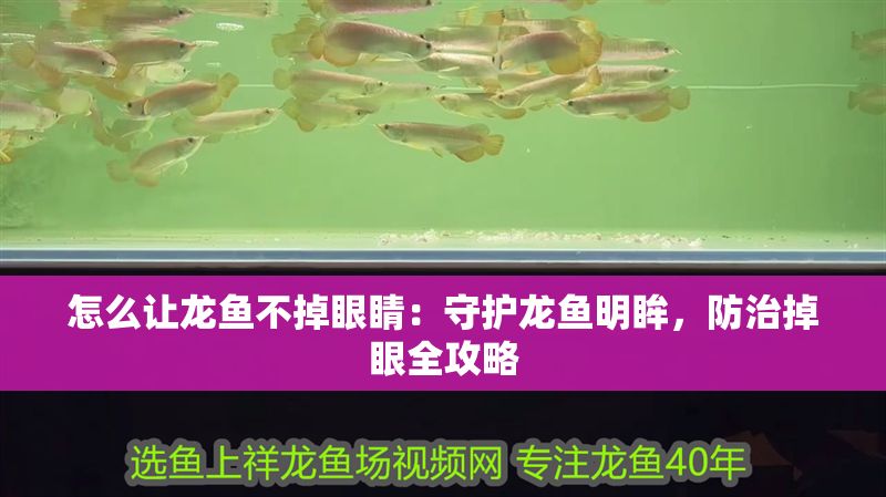 怎么讓龍魚不掉眼睛：守護(hù)龍魚明眸，防治掉眼全攻略