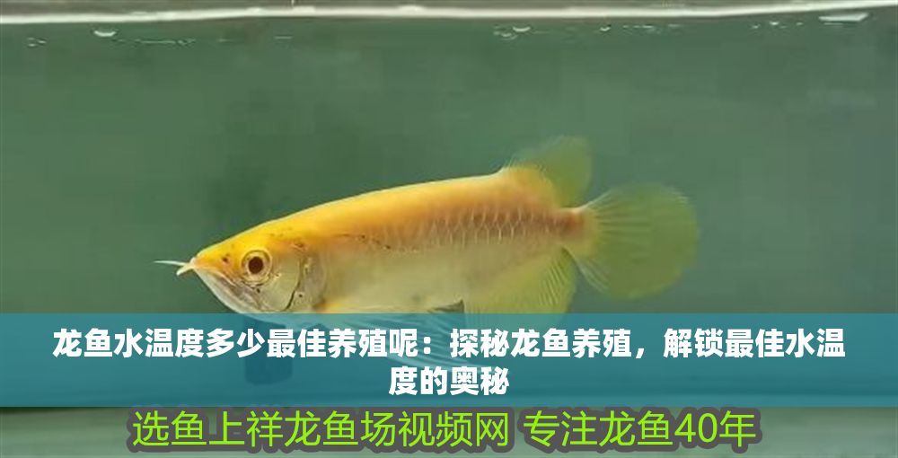 龍魚水溫度多少最佳養殖呢：探秘龍魚養殖，解鎖最佳水溫度的奧秘