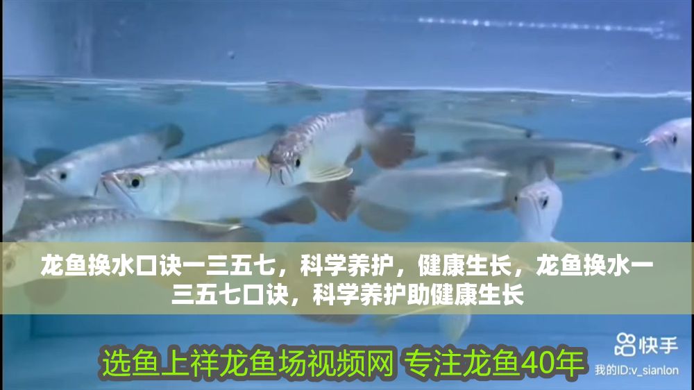 龍魚換水口訣一三五七，科學養護，健康生長，龍魚換水一三五七口訣，科學養護助健康生長