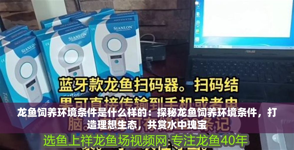 龍魚飼養環境條件是什么樣的：探秘龍魚飼養環境條件，打造理想生態，共賞水中瑰寶