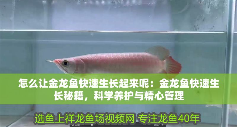 狹孔金線鲃 狹孔金線鲃 龍魚論壇 第1張