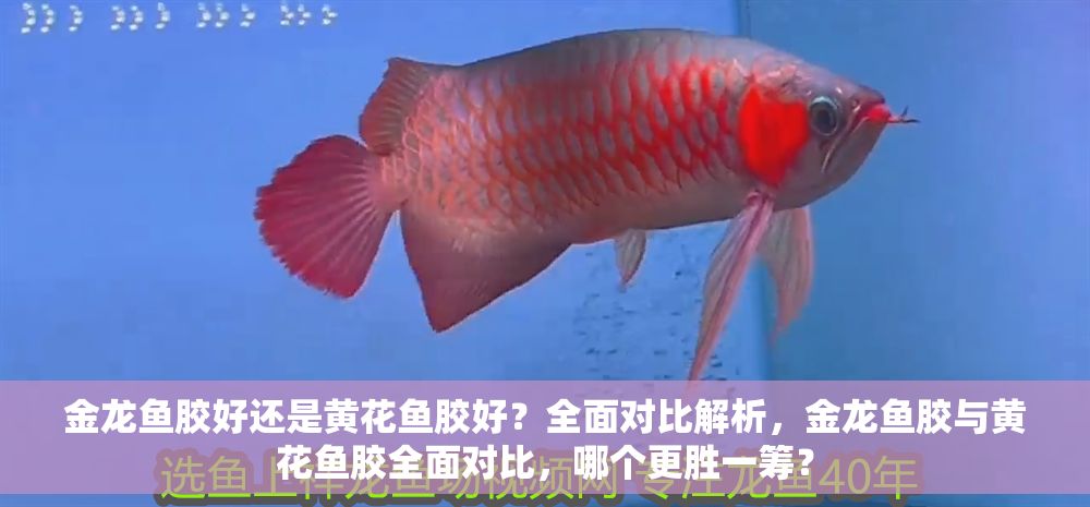金龍魚膠好還是黃花魚膠好?全面對比解析,金龍魚膠與黃花魚膠全面對比,哪個更勝一籌? 龍魚百科 第1張 金龍魚膠好還是黃花魚膠好?全面對比解析,金龍魚膠與黃花魚膠全面對比,哪個更勝一籌? 金龍魚膠好還是黃花魚膠好?全面對比解析,金龍魚膠與黃花魚膠全面對比,哪個更勝一籌? 龍魚百科 第1張