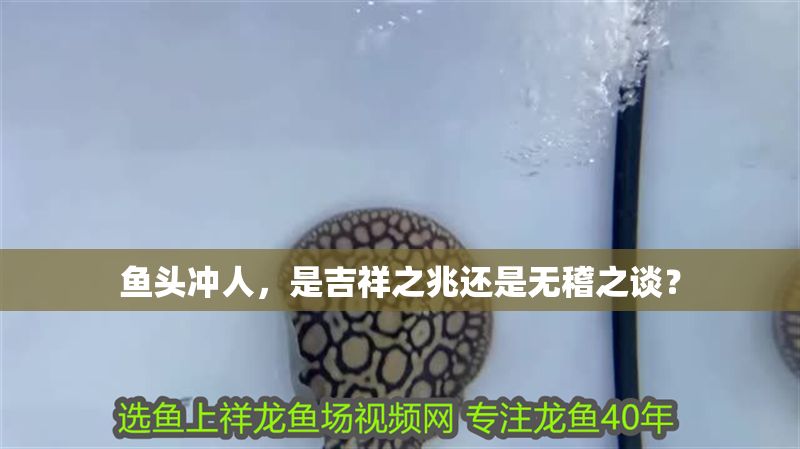 魚頭沖人，是吉祥之兆還是無稽之談？