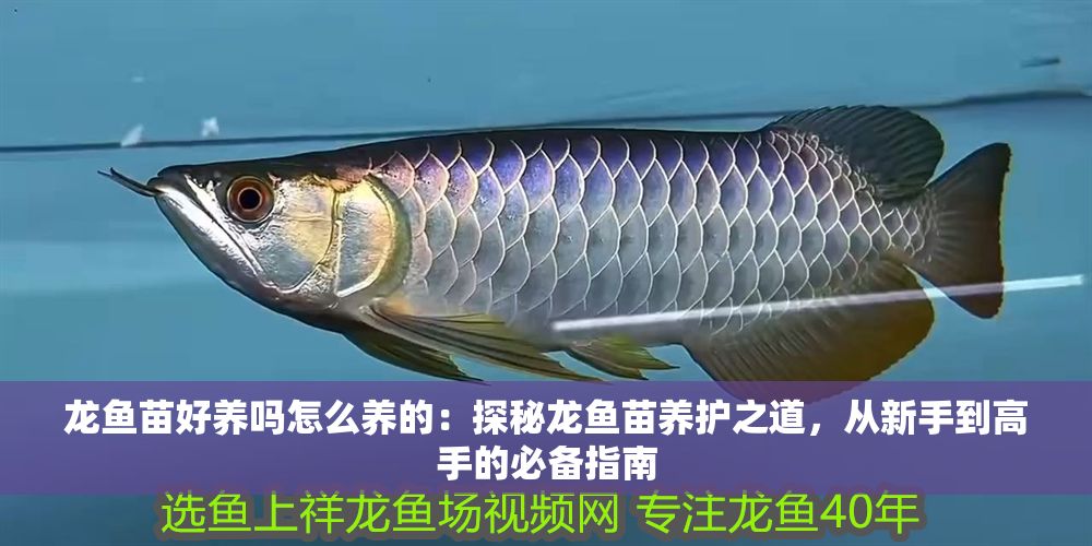 龍魚苗好養(yǎng)嗎怎么養(yǎng)的：探秘龍魚苗養(yǎng)護(hù)之道，從新手到高手的必備指南