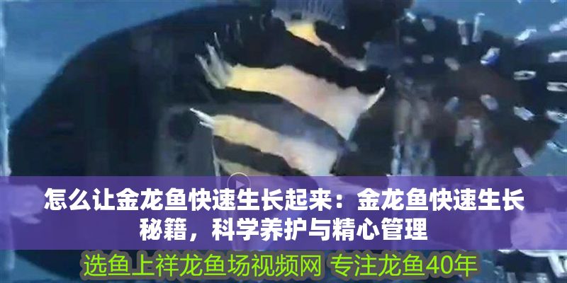 怎么讓金龍魚快速生長起來：金龍魚快速生長秘籍，科學養護與精心管理