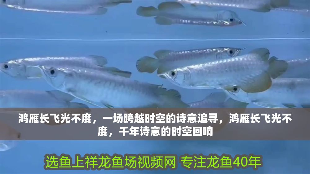 鴻雁長飛光不度，一場跨越時空的詩意追尋，鴻雁長飛光不度，千年詩意的時空回響