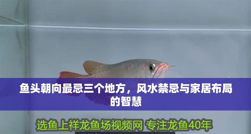 魚頭朝向最忌三個地方，風水禁忌與家居布局的智慧