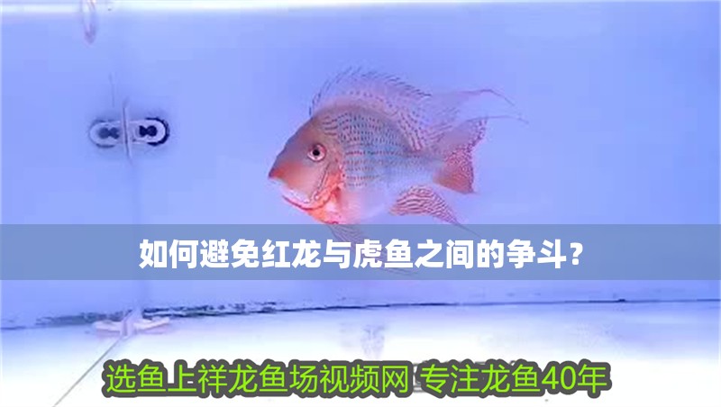 如何避免紅龍與虎魚之間的爭斗？ 如何避免紅龍與虎魚之間的爭斗？ 龍魚百科