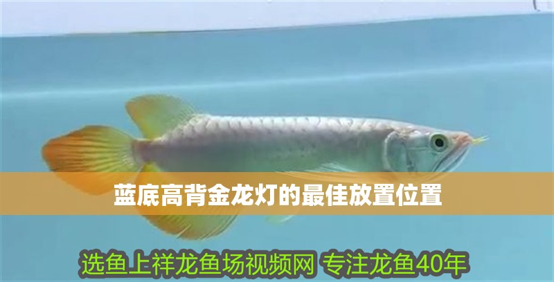 藍(lán)底高背金龍燈的最佳放置位置