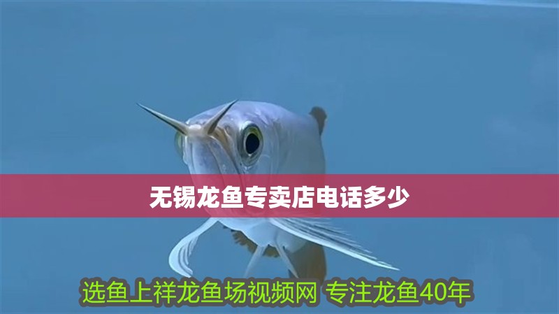 無錫龍魚專賣店電話多少