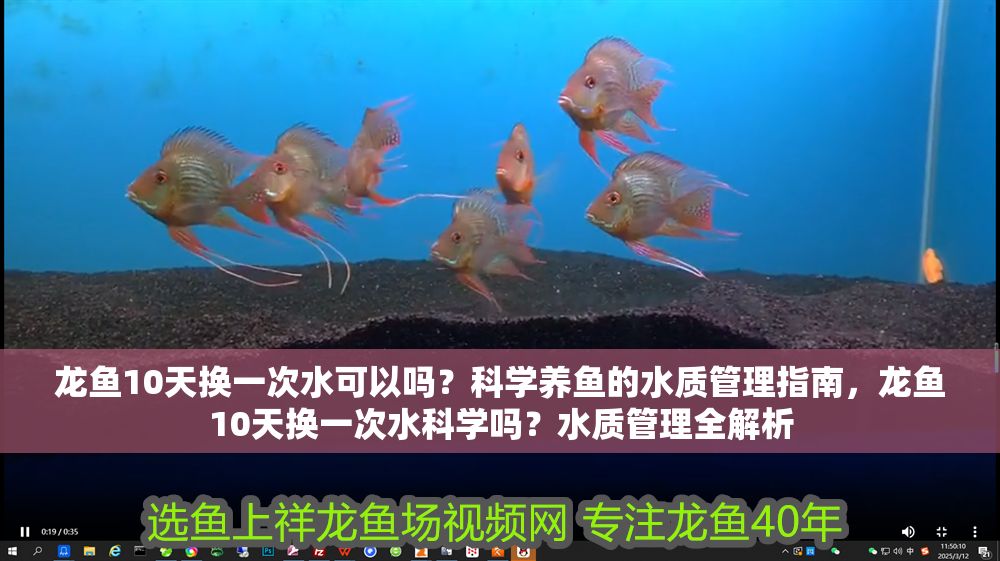 龍魚10天換一次水可以嗎？科學養魚的水質管理指南，龍魚10天換一次水科學嗎？水質管理全解析
