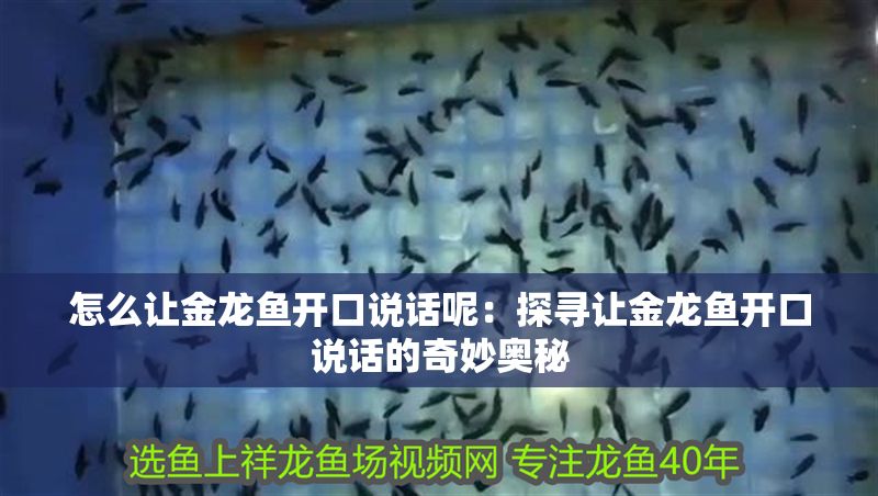 怎么讓金龍魚開口說話呢：探尋讓金龍魚開口說話的奇妙奧秘