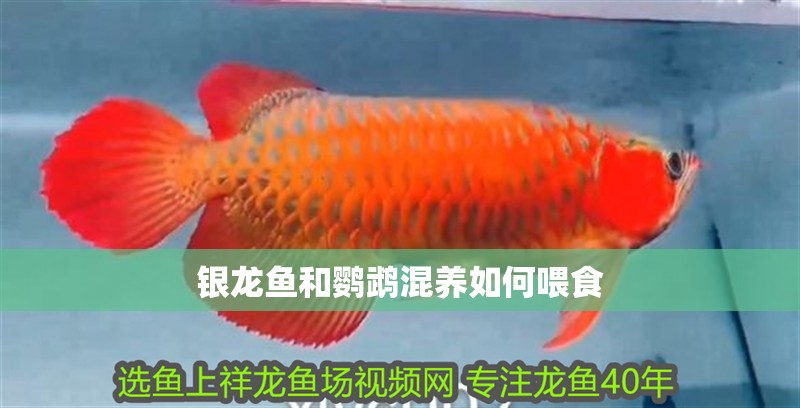 銀龍魚和鸚鵡混養如何喂食
