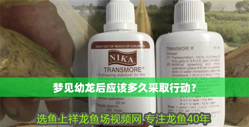 夢見幼龍后應該多久采取行動？