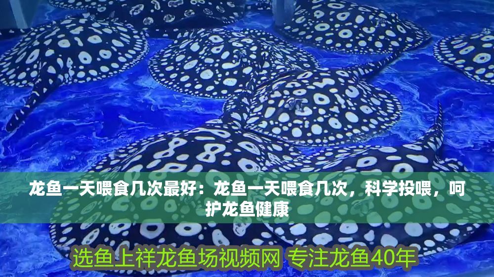 龍魚一天喂食幾次最好：龍魚一天喂食幾次，科學投喂，呵護龍魚健康