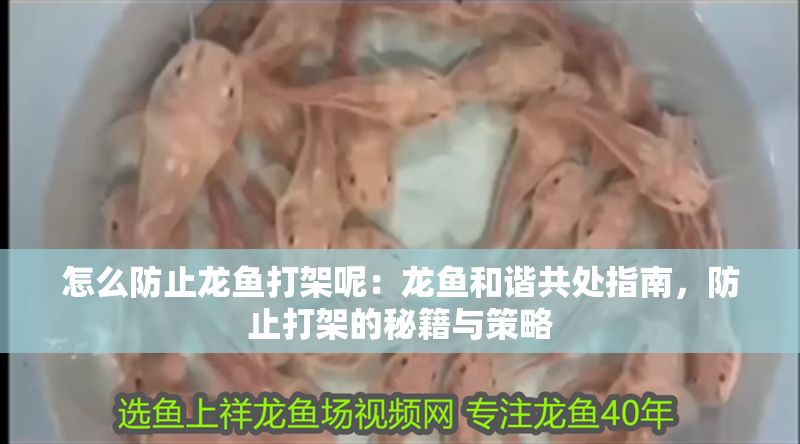 怎么防止龍魚打架呢：龍魚和諧共處指南，防止打架的秘籍與策略