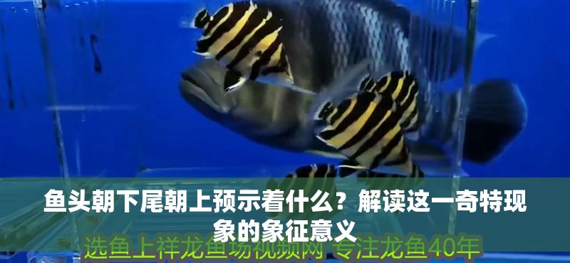 魚頭朝下尾朝上預示著什么？解讀這一奇特現(xiàn)象的象征意義 魚頭朝下尾朝上預示著什么？解讀這一奇特現(xiàn)象的象征意義 龍魚百科 第1張