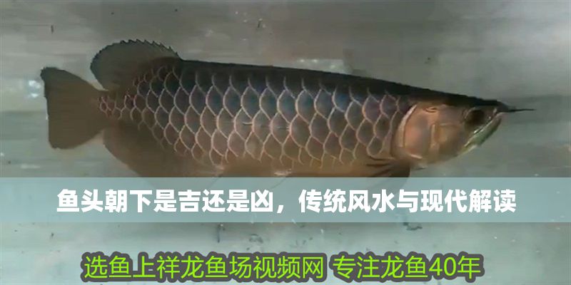 魚頭朝下是吉還是兇，傳統(tǒng)風(fēng)水與現(xiàn)代解讀
