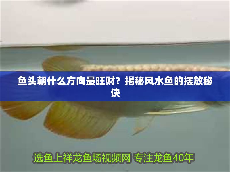 魚頭朝什么方向最旺財(cái)？揭秘風(fēng)水魚的擺放秘訣