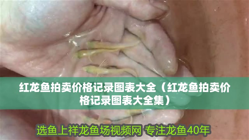 紅龍魚拍賣價(jià)格記錄圖表大全（紅龍魚拍賣價(jià)格記錄圖表大全集）