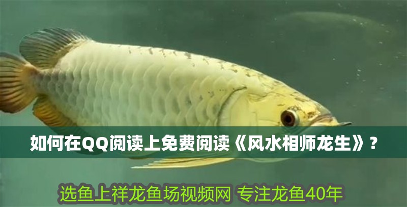 如何在QQ閱讀上免費閱讀《風水相師龍生》？