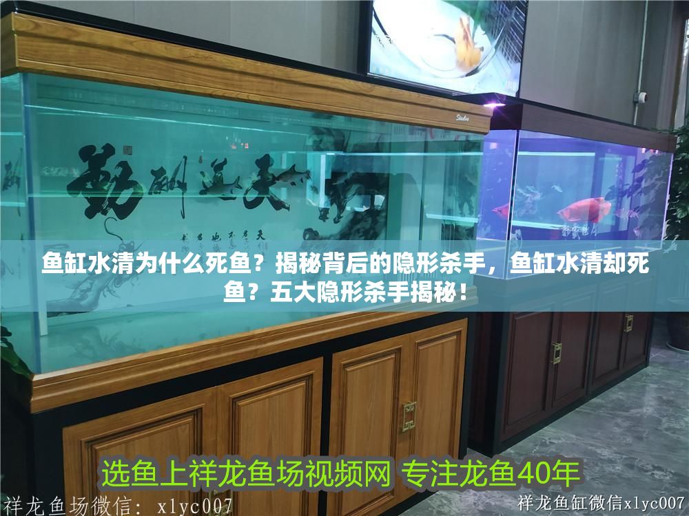 魚缸水清為什么死魚？揭秘背后的隱形殺手，魚缸水清卻死魚？五大隱形殺手揭秘！