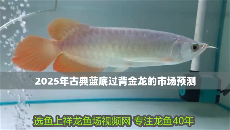 2025年古典藍底過背金龍的市場預測